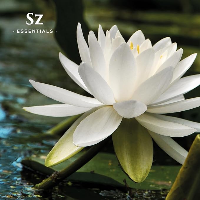 White Lotus 100% Pure, Essential Natural Oil - Extracted from Nymphaea Lotus - Rich & Sweet Scent, with Exotic Floral Overtones - Therapeutic Grade & Vegan - 0.17 fl oz (5ml)