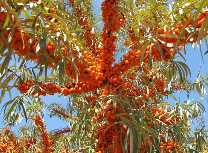 2PC Lip Balm Fade Dark Pigment