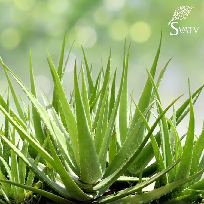 SVATV Natural Aloe Vera Gel With Lemon Fragrance for Face, Skin, Hair & Sunburn Relief, Unscented Gel | Suitable for All Skin Types - (200g, 7.05 oz, 0.44lbs)