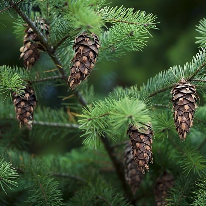 Aromatics International Premium Organic Douglas Fir Essential Oil 5ml | 100% Pure Essential Oil for Diffusion & Aromatherapy