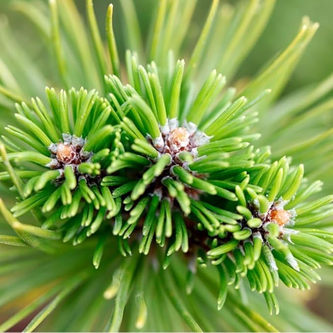 Aromatics International Premium Organic Siberian Fir Essential Oil 5ml | 100% Pure Essential Oil for Diffusion & Aromatherapy