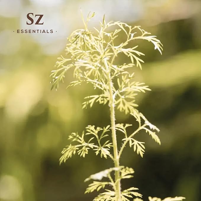 Davana Essential Oil - 100% Pure & Undiluted - Extracted from Artemisia Pallens- Sweet and Sour, Dried-Fruity, and Watermelon-Like Aroma Therapeutic Grade & Vegan - 0.17 oz (5 ml)