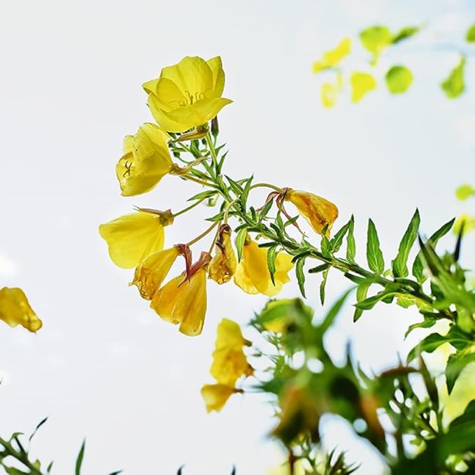 Weleda Skin Revitalizing Eye and Lip Cream , Unscented, 0.34 Fl Oz