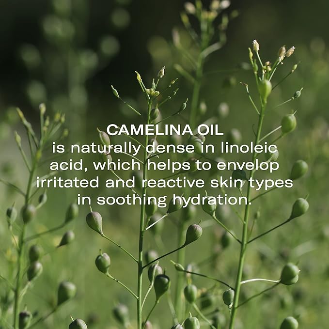 Odacité Anti Aging Serum Concentrate with Camelina + Chamomile, For Sensitive Skin Glow - Lightweight and Hydrating Facial Oil for Redness, Sensitivity & Irritation - 0.17 fl. oz