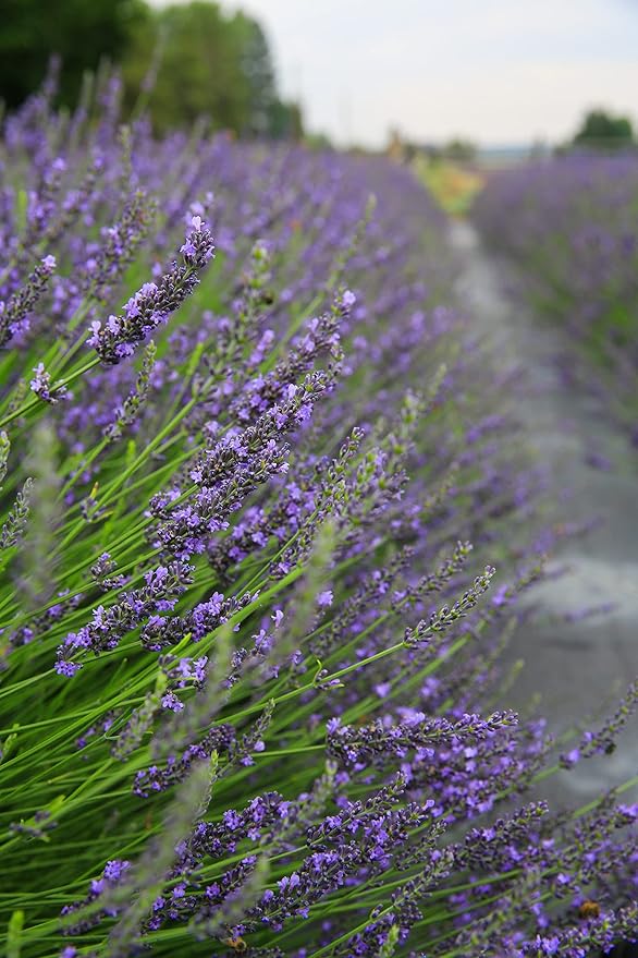 Victoria's Lavender Aromatherapy Body Mist