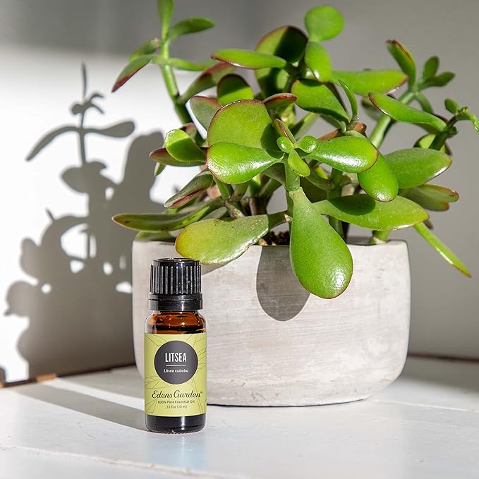 Edens Garden Litsea Essential Oil- 100% Pure Premium Grade, Undiluted, Natural, Therapeutic, Aromatherapy, The Best for Diffuser, Candle, Laundry, Humidifiers 30 ml (1 fl oz)